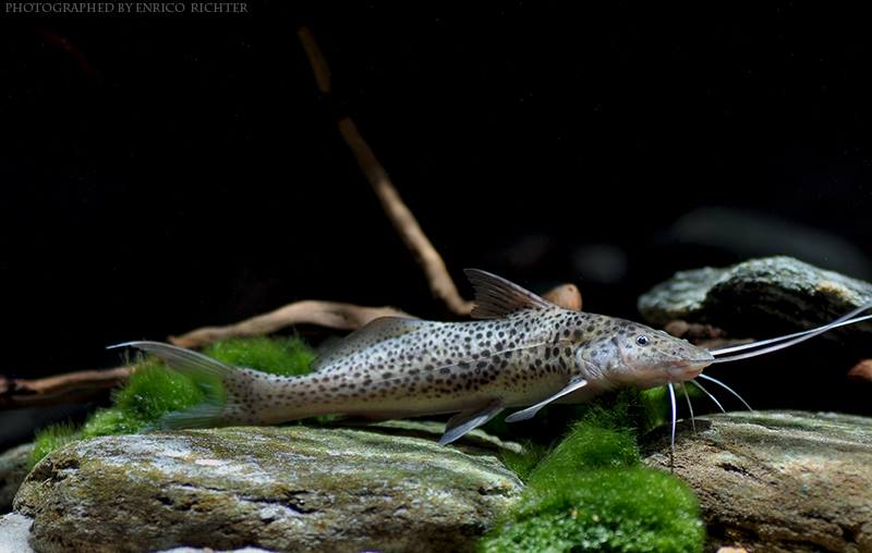 Aguarunichthys torosus