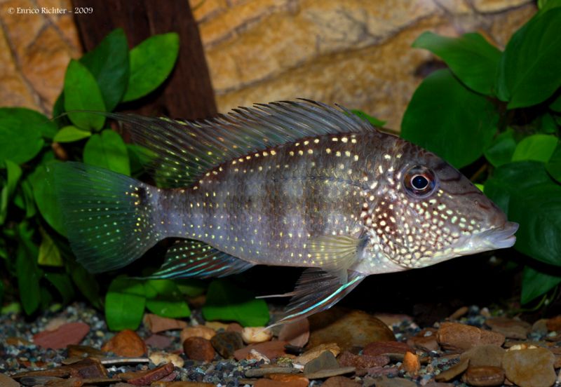 Satanoperca leucosticta