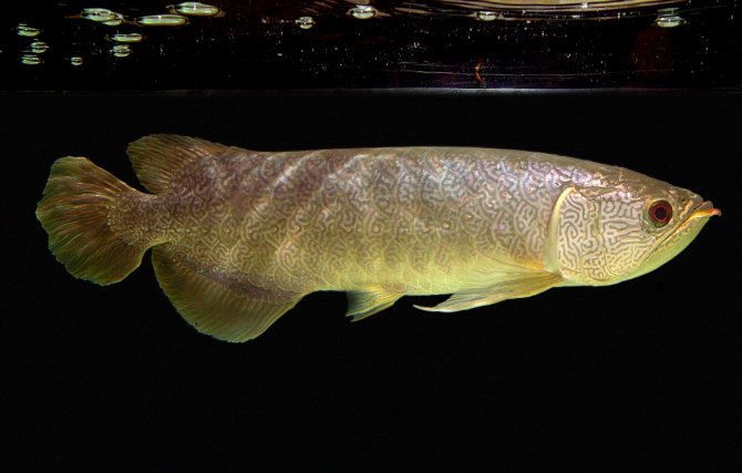 Scleropages inscriptus