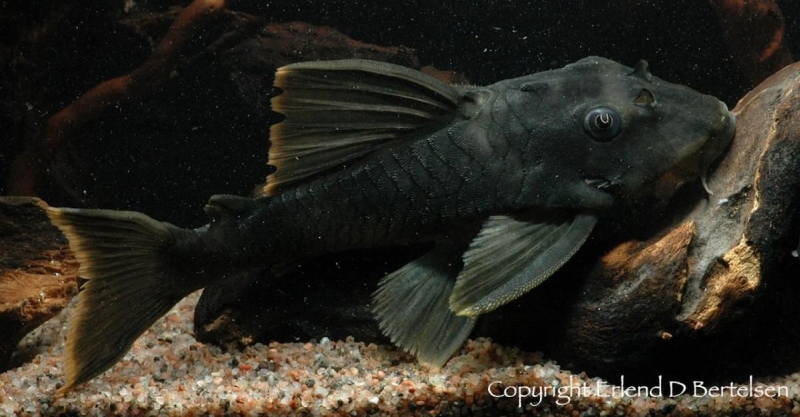 Peckoltia sp.