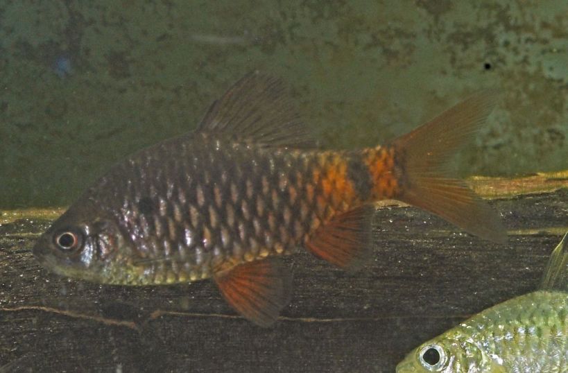 Pethia nigripinnis