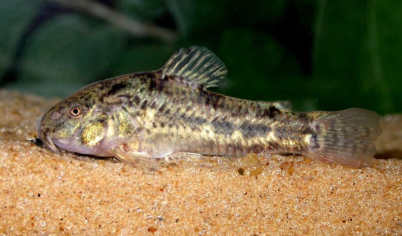 Hoplisoma gladysae