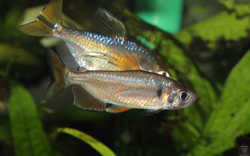 灰鳍非洲鲑鲤