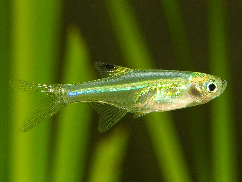 Microdevario nanus