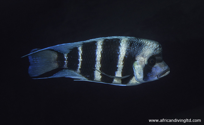 Cyphotilapia gibberosa