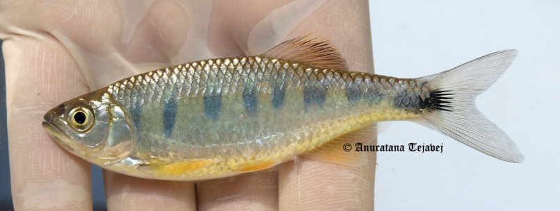 Opsarius signicaudus