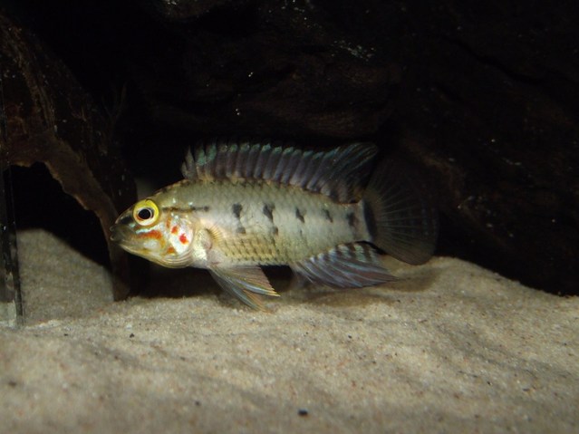 Apistogramma paulmuelleri