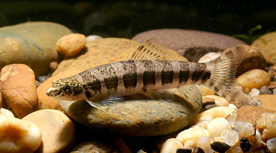 Serpenticobitis zonata