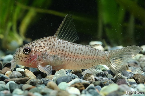 Hoplisoma albolineatum