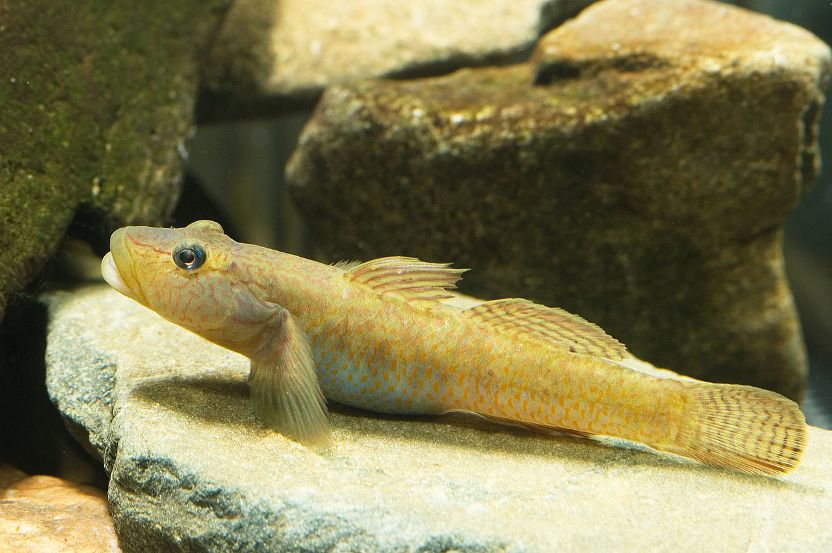 Rhinogobius sp. 'CB'