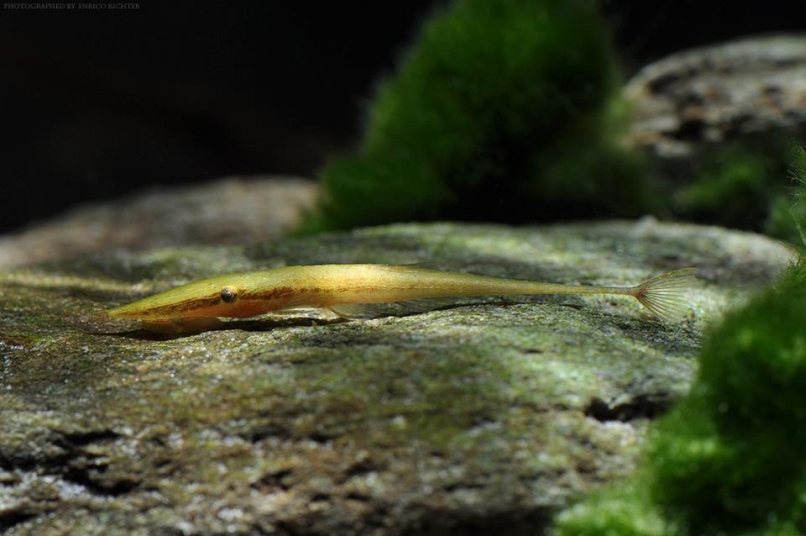 Acestridium dichromum