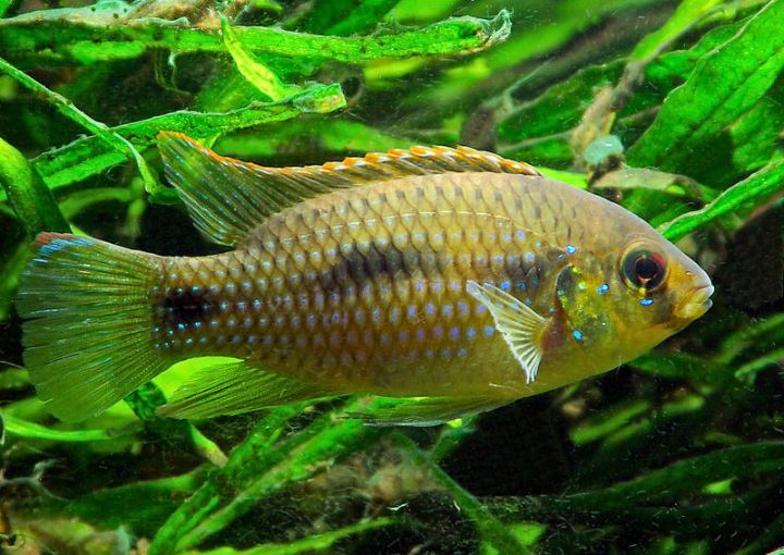 Anomalochromis thomasi