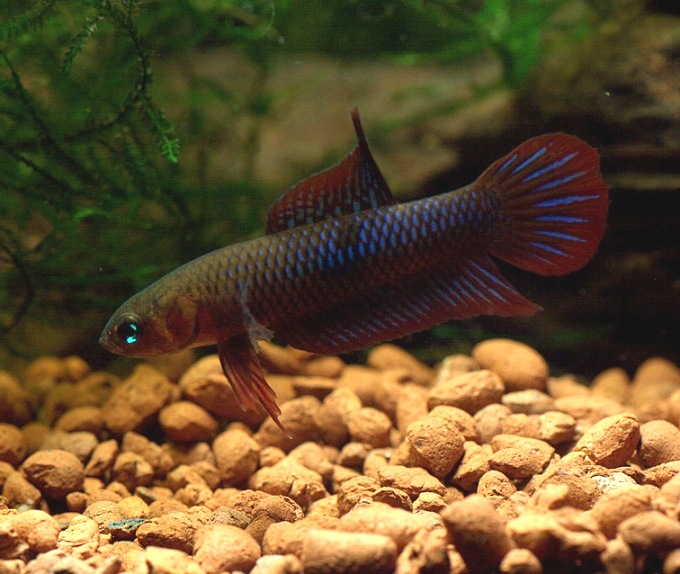 Betta uberis