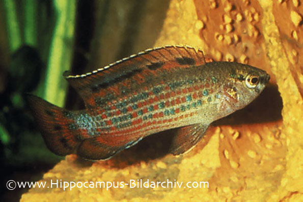 Badis ruber