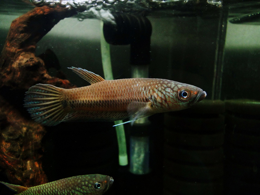 Betta sp. 'Antuta/Bulungan'