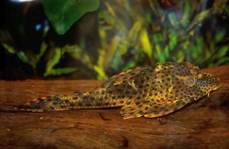 Hypostomus cf. cochliodon