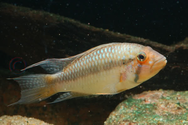 Apistogramma barlowi