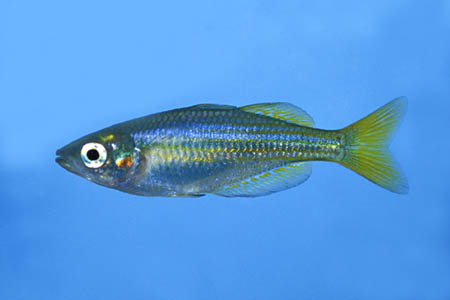 Melanotaenia splendida inornata