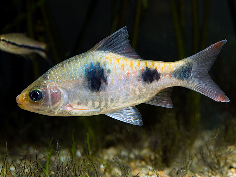 Dawkinsia rubrotinctus