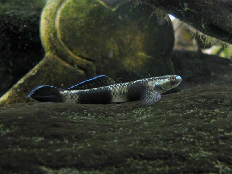 Stiphodon pelewensis