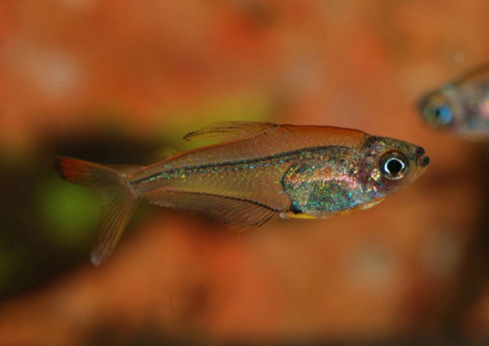 Trochilocharax ornatus