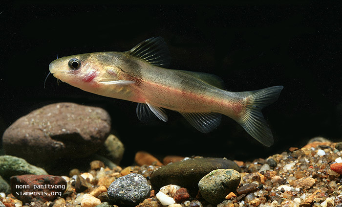 Batasio tigrinus