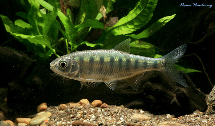 Opsarius infrafasciatus