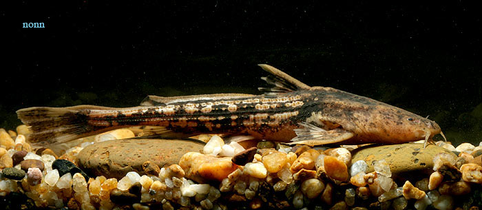 Acrochordonichthys gyrinus