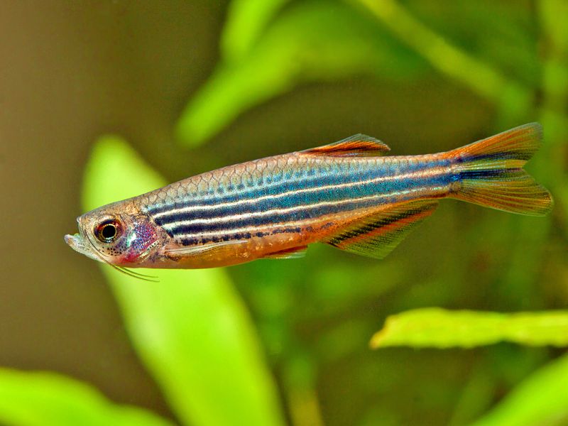 Danio kyathit
