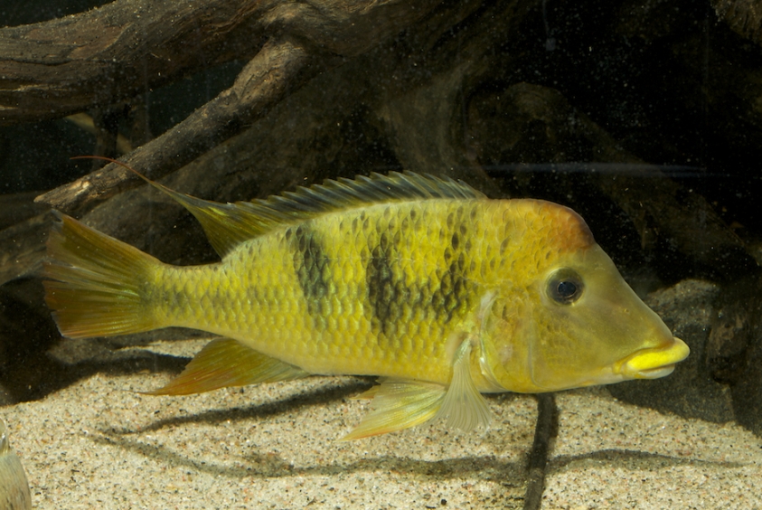 'Geophagus' pellegrini