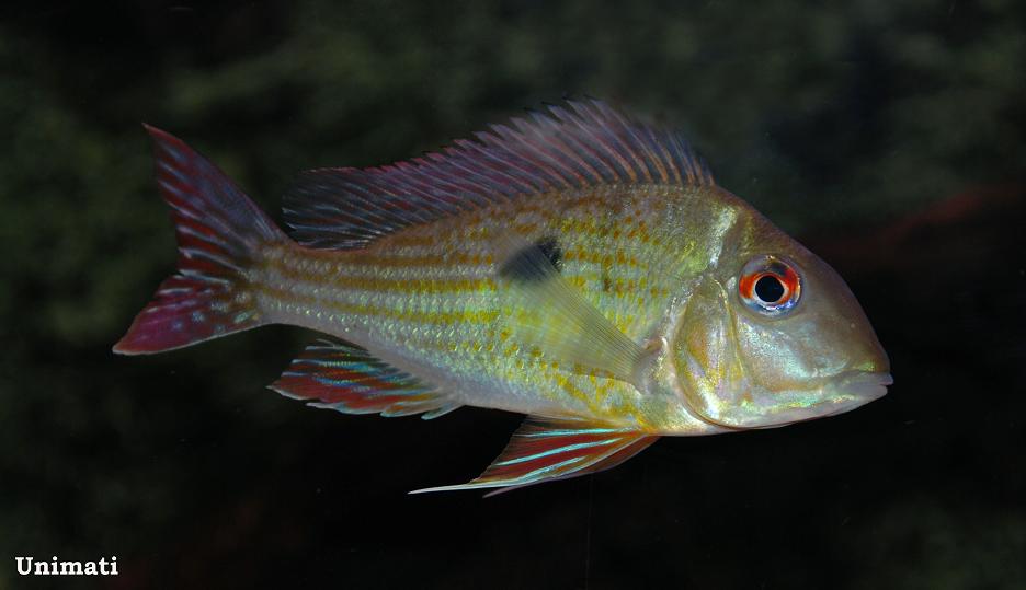 Geophagus abalios