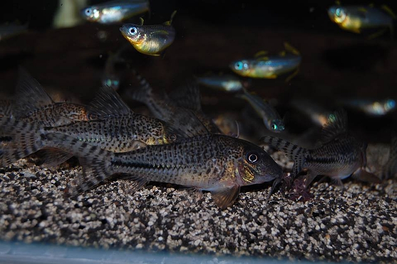 Corydoras sp.