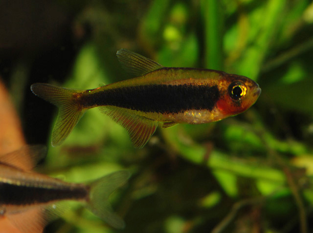 Tucanoichthys tucano