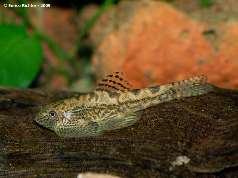 Sewellia sp. 'SEW02'