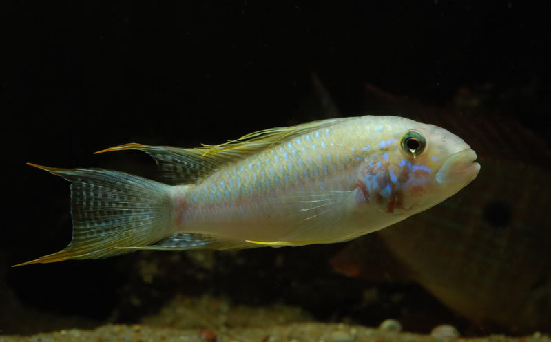 Apistogramma sp. 'Kelleri'