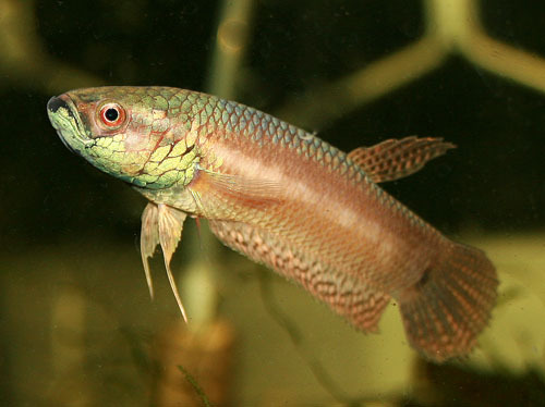 Betta pallifina