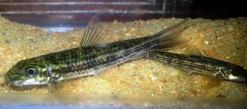 Garra surendranathanii