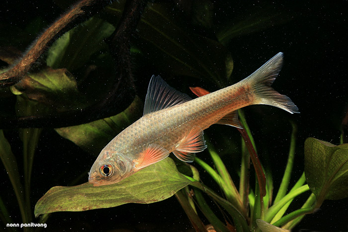 Gymnostomus ornatapinnis