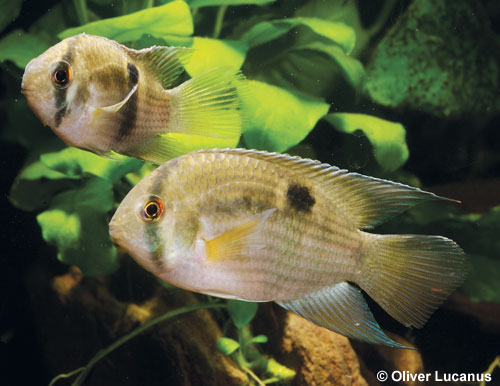 Cleithracara maronii