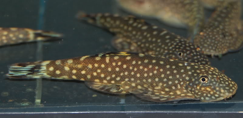 Gastromyzon scitulus
