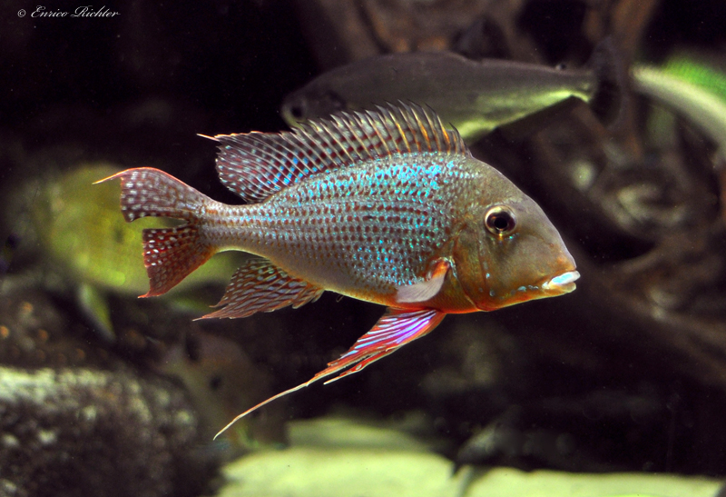 Geophagus altifrons
