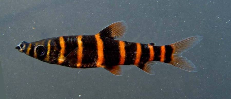 Synaptolaemus latofasciatus