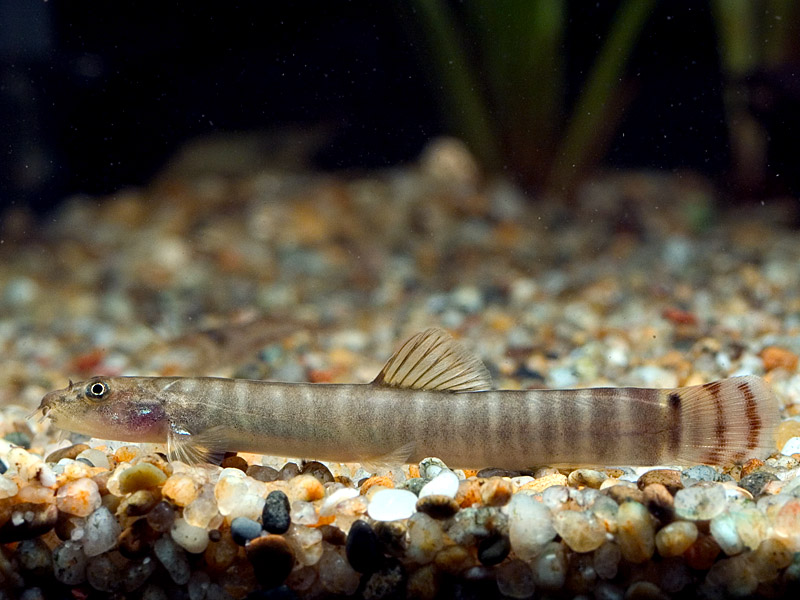 Aborichthys sp. 'AR01'