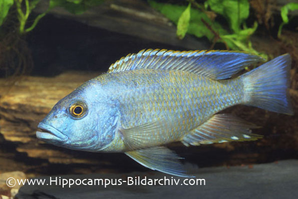 Nimbochromis livingstonii