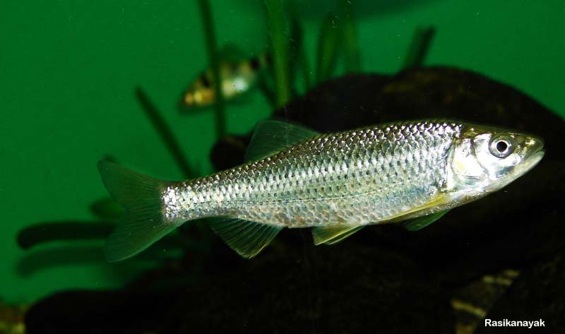 Barilius bendelisis