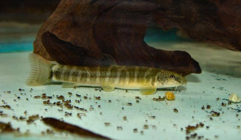 Schistura sp. 2