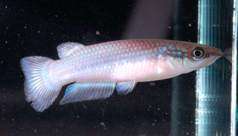 Pachypanchax omalonotus