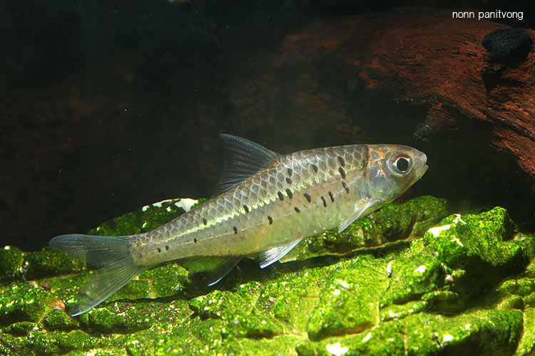 Mystacoleucus greenwayi