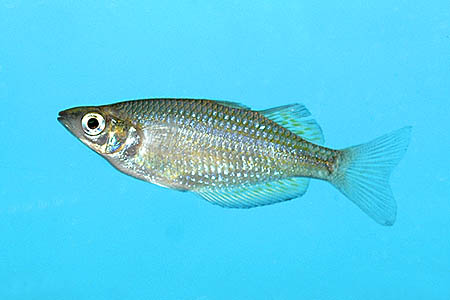 Melanotaenia splendida rubrostriata