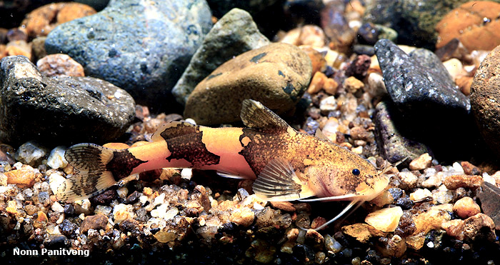 Akysis pulvinatus